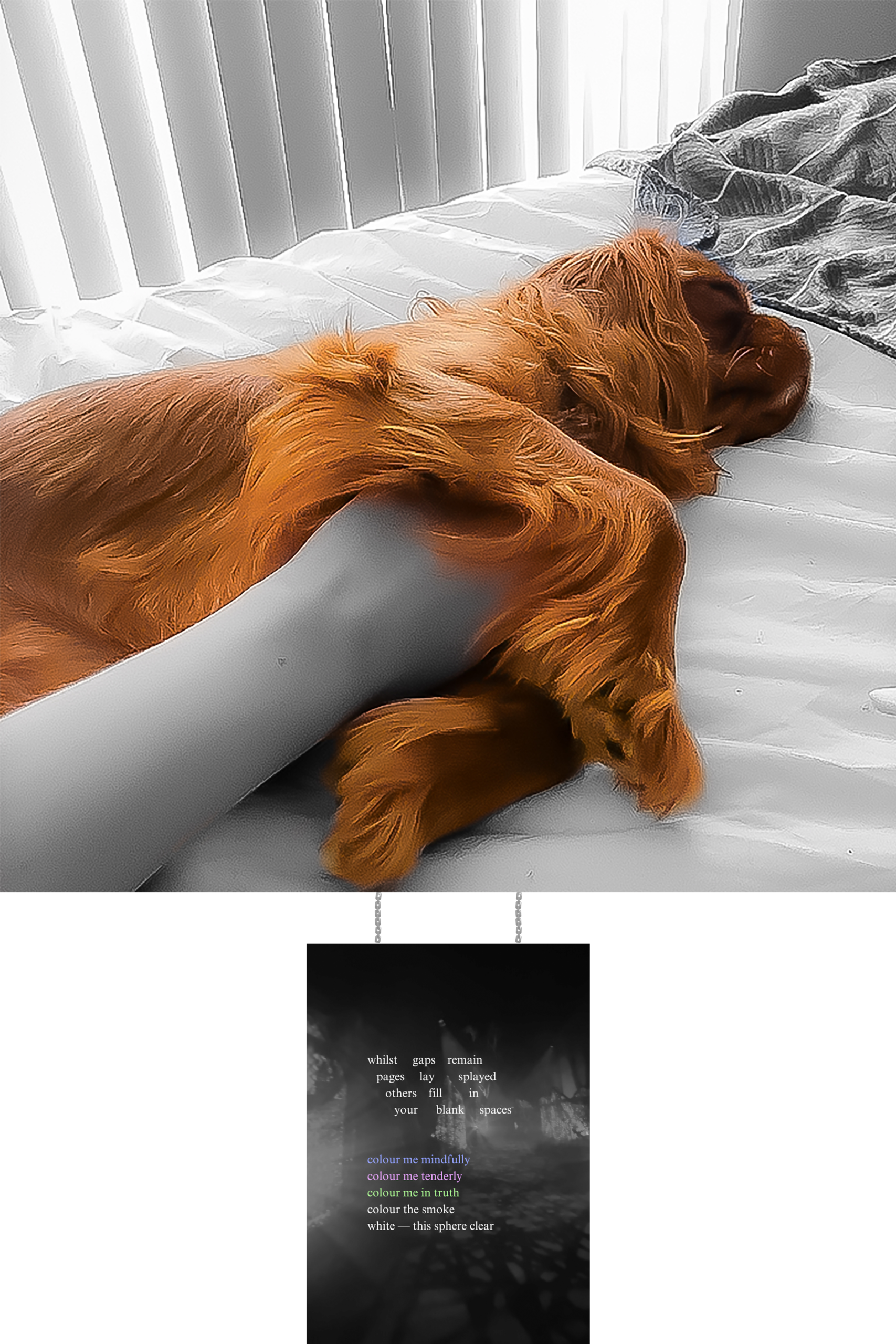 Photograph of Art piece featuring: A black and white image of a human arm holding the chest of a sleeping ruby King Charles Cavalier Spaniel dog. Poetry caption plate reads: Whist pages others VOUT SaDS lay fil1 remain ) splayed blank spaces colour me mindfully colour me tenderly colour me in truth colour the make white this sphere clear